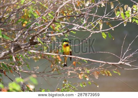 Colorful Bird Yellow, Black, Green And Blue On Branch Of Tree
