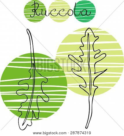 Set Of Hand Drawn Drawing Of Ruccola.black  Linear Art Of Arugula. Poster With Healthy Vegetarian Fo