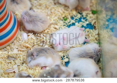 Cute Innocent Baby Gray And White Roborovski Hamsters Sleeping Tight On Sawdust Material Bedding. Ho