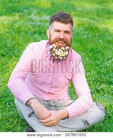 Spring Allergy Concept. Hipster With Daisies Looks Happy. Bearded Man With Daisy Flowers Sits On Gra