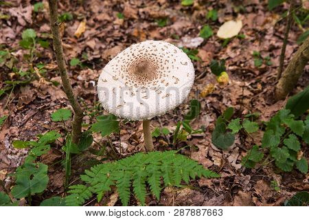 Macrolepiota Procera Or Lepiota Procera In The Forest. .