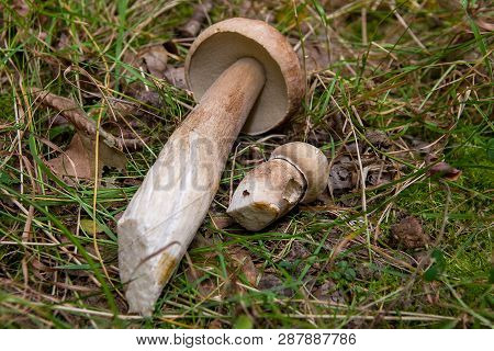 Group Of Porcini Mushrooms (boletus Edulis, Cep, Penny Bun, Porcino Or King Bolete) On Natural Backg