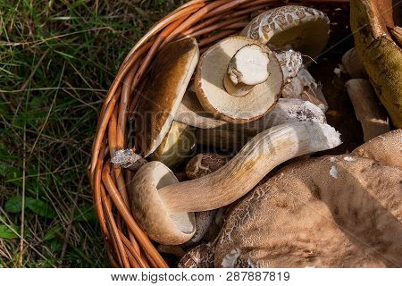 Porcini Mushrooms (boletus Edulis, Cep, Penny Bun, Porcino Or King Bolete) In The Wicker Basket On N