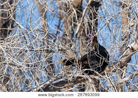 A Wild Turkey Perched In A Tree On A Cold February Day In Scott City, Kansas 2019