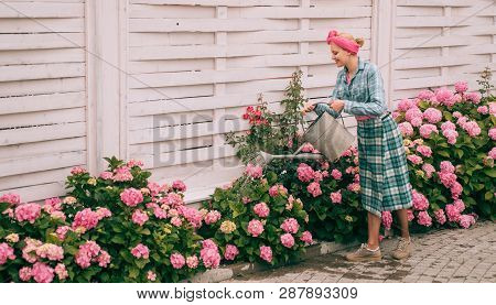 Hydrangea. Spring And Summer. Greenhouse Flowers. Woman Care Of Flowers In Garden. Happy Woman Garde