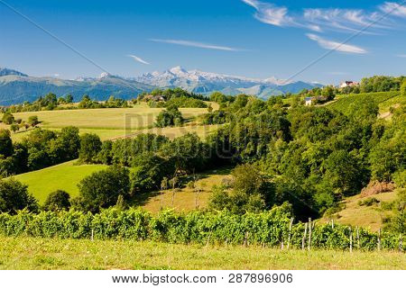 vineyard, Jurancon, France