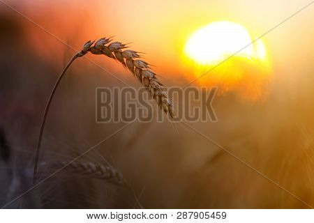 Close-up Of Warm Colored Golden Yellow Ripe Focused Wheat Heads On Sunny Summer Day On Soft Blurred 