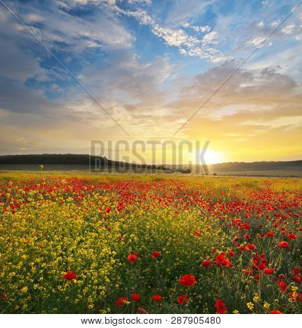 Spring flowers in meadow. Beautiful landscapes.