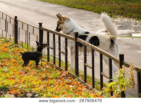 A Small Black Dog And A Big White Dog Look At Each Other Through A Small Fence.