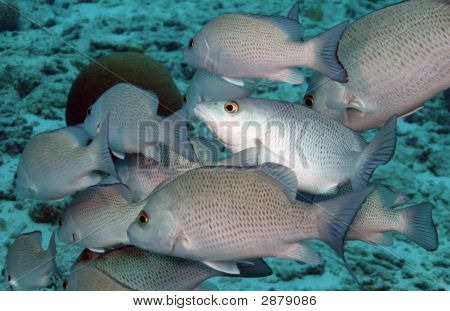 Sailors Choice (Haemulon Parrai)