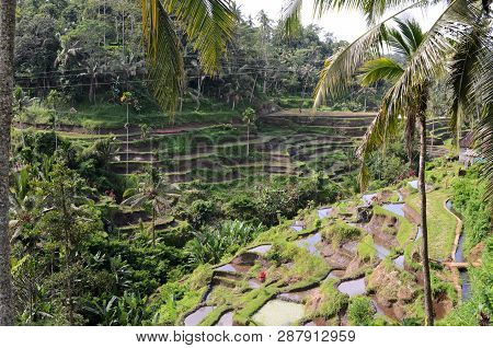 Tegalalang Rice Terraces In Ubud, Bali. Tegalalang Rice Terrace Is One Of The Famous Tourist Objects