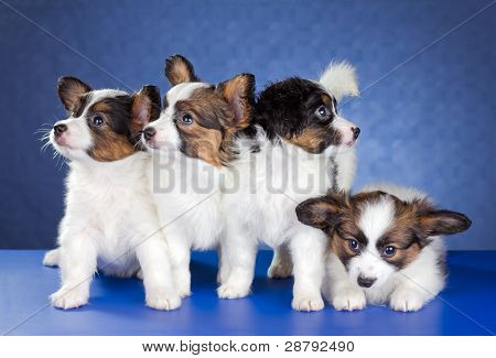 Papillon cuccioli
