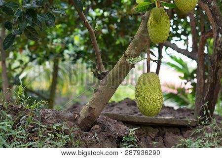 The Vietnamese Jackfruit Also Called Jack Tree Is A Tree-borne Fruit Typical From Vietnam, Asia