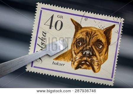 Fort Collins, CO, USA - March 5, 2019: Boxer dog on a vintage, canceled post stamp from Poland (early 1960s) held by tweezer above  empty stockbook page