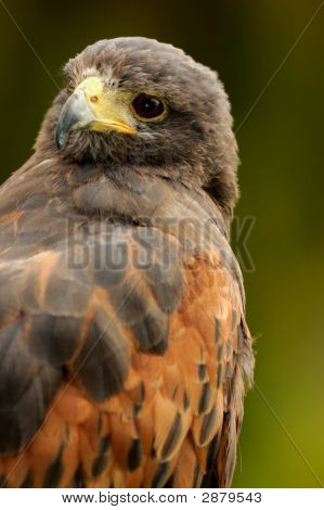 Harris Hawk portræt