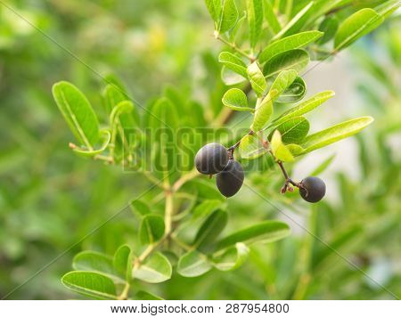 Carunda Or  Karonda Seeds Ripe Pink Or Red Colorful From The Tree. From The Local Village In Thailan