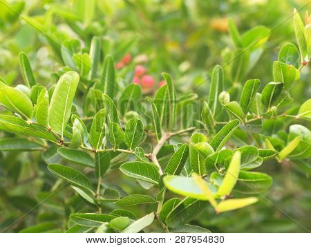 Carunda Or  Karonda Seeds Ripe Pink Or Red Colorful From The Tree. From The Local Village In Thailan