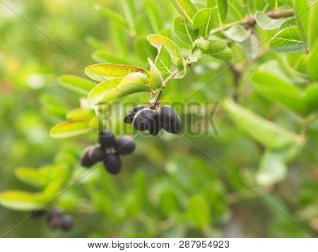 Carunda Or  Karonda Seeds Ripe Pink Or Red Colorful From The Tree. From The Local Village In Thailan