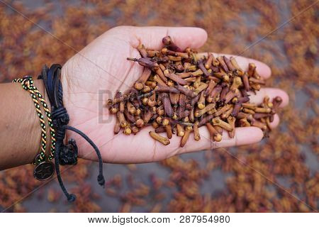 Dried Brown Cloves On One Female Left Hand. Dried Cloves Texture.