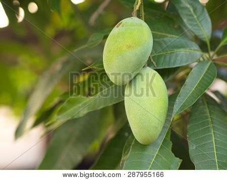 Closeup Of Hanging Mangoes From Mango Farm, Agricultural In Yasothon, Thailand.