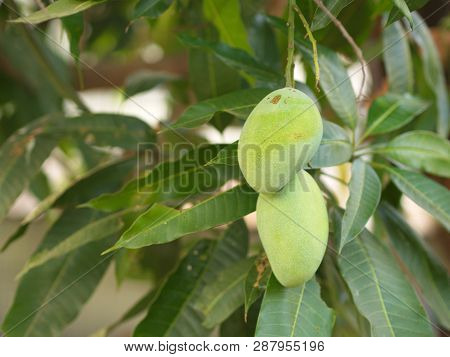 Closeup Of Hanging Mangoes From Mango Farm, Agricultural In Yasothon, Thailand.