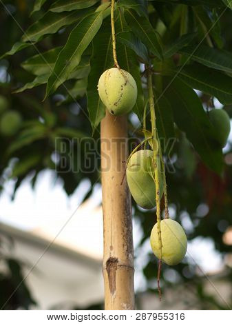 Closeup Of Hanging Mangoes From Mango Farm, Agricultural In Yasothon, Thailand.