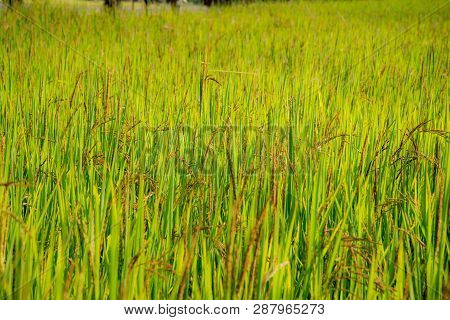 A Ric Eberry Field, Farm, Plantation System