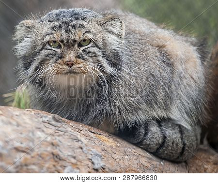 Pallas Cat (otocolobus Manul), Also Known As The Manul