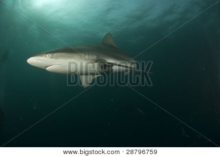 Kiihkeä Shark