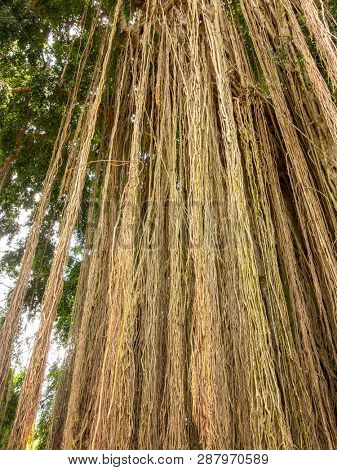Long trailing aerial or adventitious roots on a tree in Bali Indonesia viewed from below looking up to the green canopy above