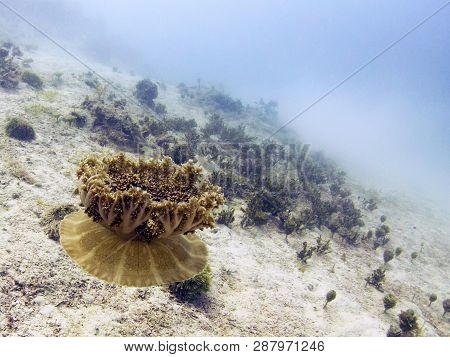 Upside Down Jellyfish (mangrove Jellyfish) - Caribbean Ocean, Belize