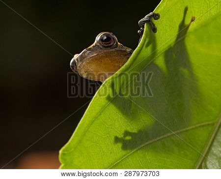 Curious little frog peeping over edge of leaf. Dendropsophus manonegra an amphibian species of the Amazon rain forest of Colombia Brazil and Ecuador, a night animal
