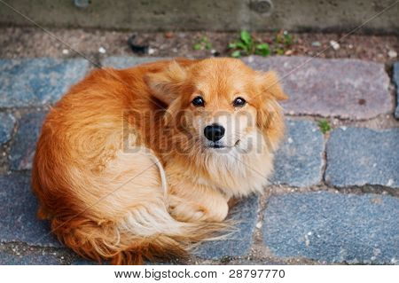 heimatlos Hund