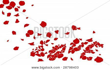 Rose d'amore