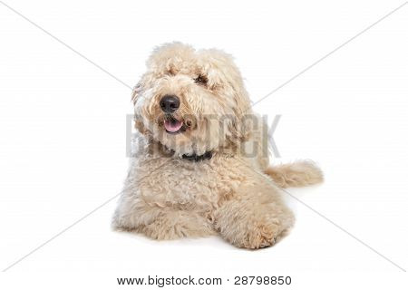 Australský Labradoodle