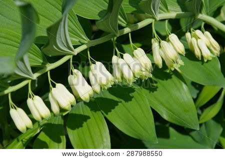 Flowering Polygonatum Multiflorum In The Summer Garden