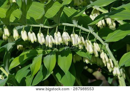 Polygonatum Multiflorum Blooms In The Summer Garden