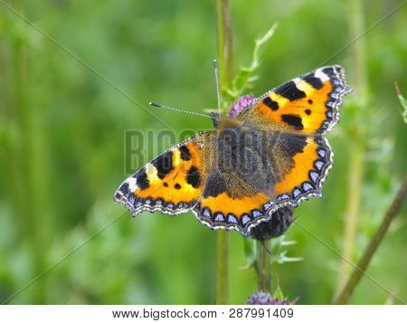 Small Tortoiseshell Butterfly (agias Urticae) At Rest With Open Wings