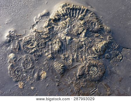 Jurassic Coastline Fossil Ammonites At Kimmeridge In Dorset