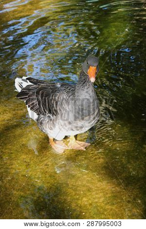 Ducks And Geese At The Agios Nikolaos Park Naousa Greece