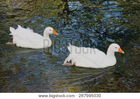 Ducks And Geese At The Agios Nikolaos Park Naousa Greece