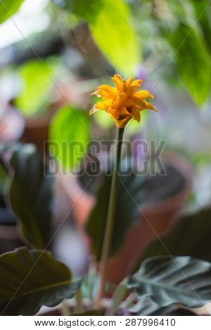 Calathea Crocata As Home Plant. Cultivated In Flower Pot.