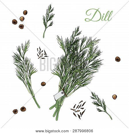 Set  Of  Bundles Of Dill And Spices. Hand Drawn Ink And Colored Sketch Isolated On White Background.