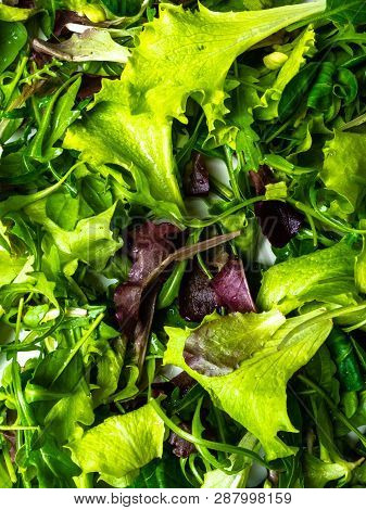 Close Up Green Greenery Background, Lettuce, Spinach, Microsprouts