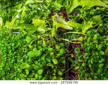 Close Up Green Greenery Background, Lettuce, Spinach, Microsprouts