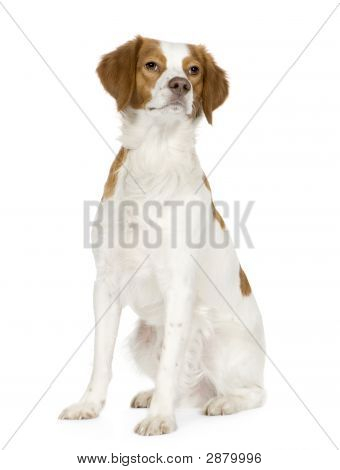 Epagneul Breton (18 Months)