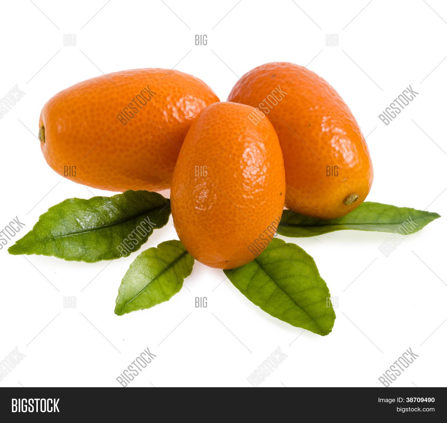 Fresh Kumquat Isolated Image & Photo (Free Trial) Bigstock