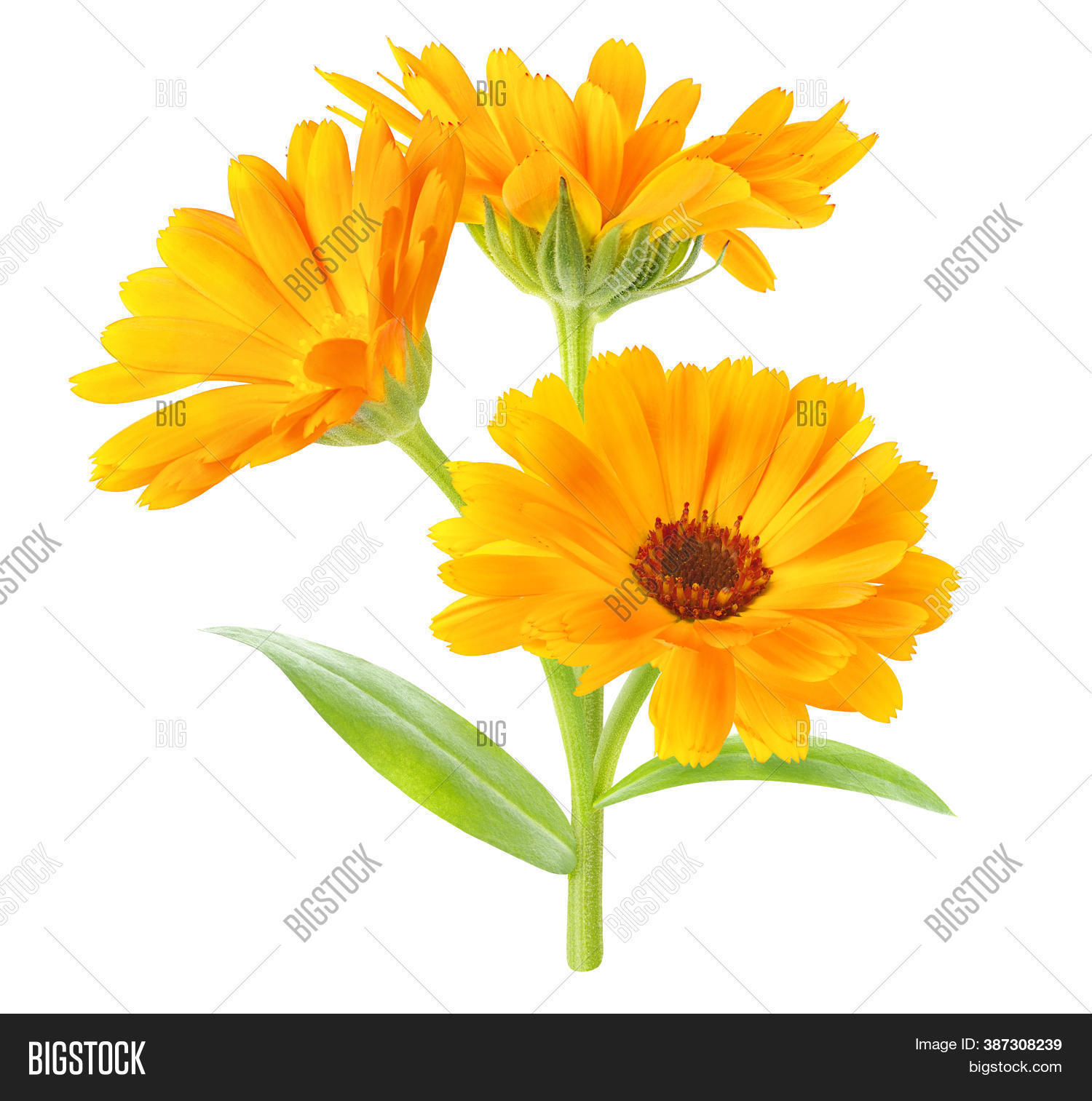Calendula Officinalis Image Photo Free Trial Bigstock