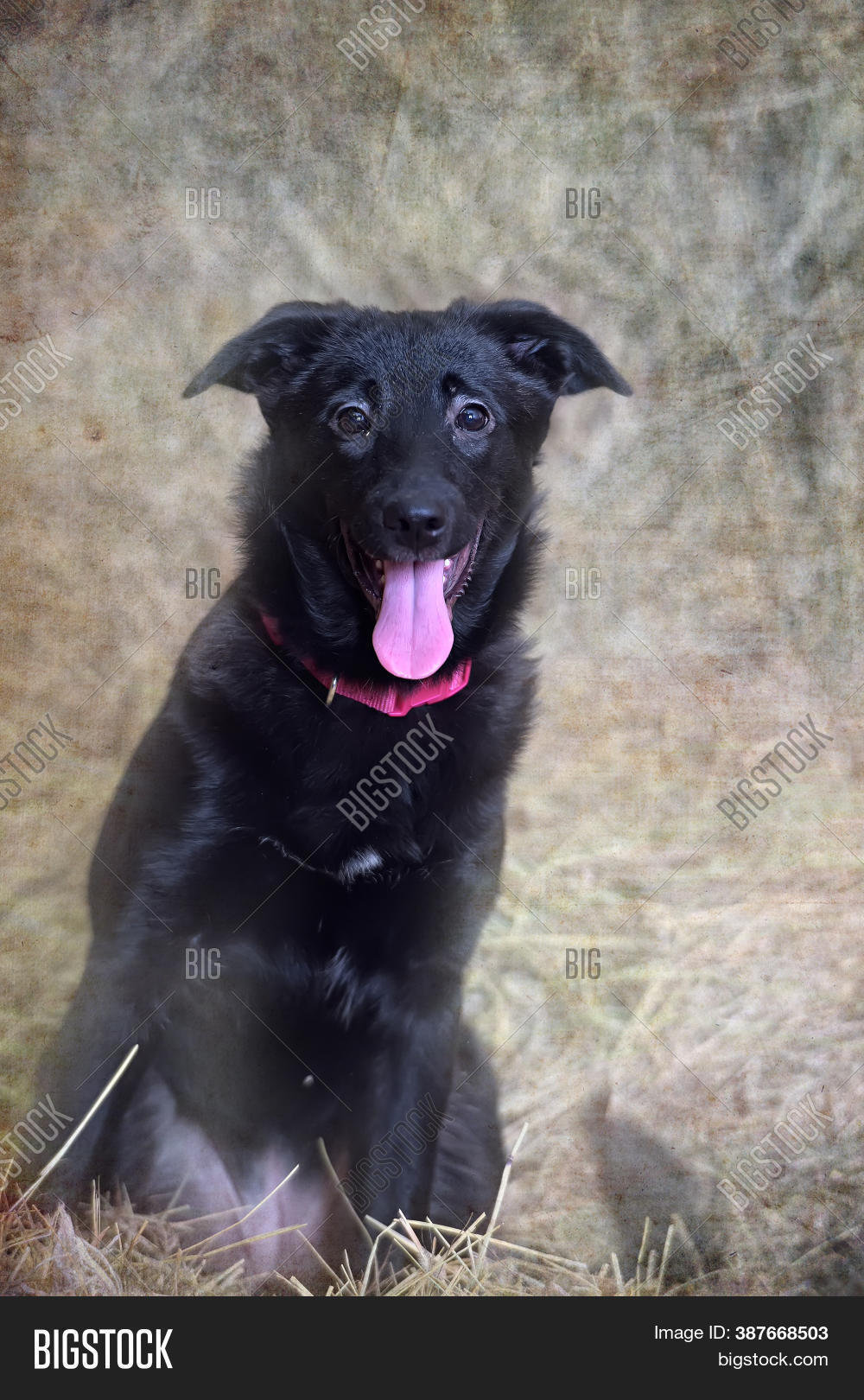 Black Dog Red Collar Image & Photo (Free Trial) Bigstock