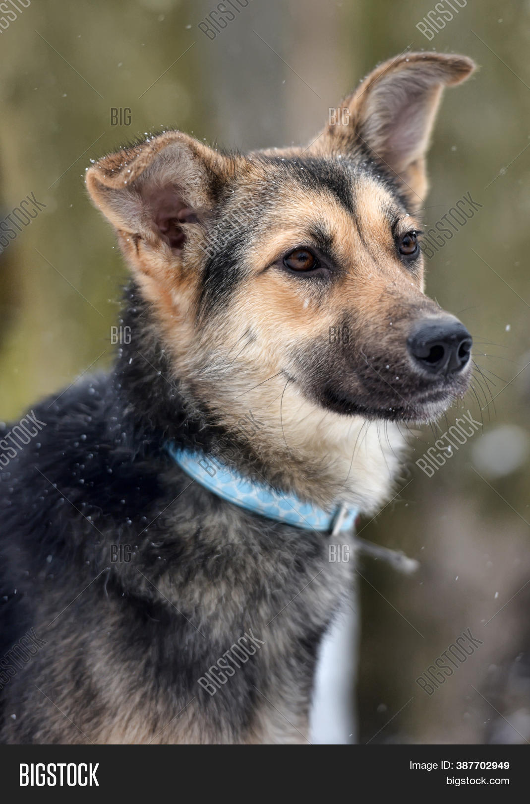 Brown Gray Young Dog Image & Photo (Free Trial) | Bigstock